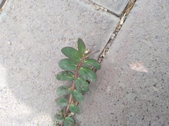 Euphorbia lasiocarpa