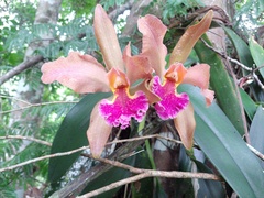 Cattleya