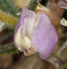 Astragalus calycosus calycosus