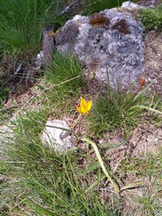 Tulipa sylvestris australis