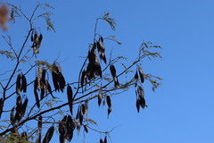 Lysiloma divaricatum