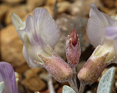 Astragalus calycosus calycosus