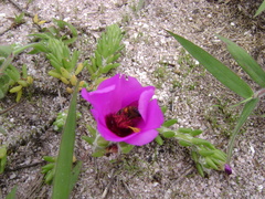 Portulaca werdermannii