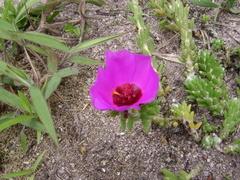 Portulaca werdermannii