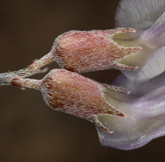 Astragalus calycosus calycosus