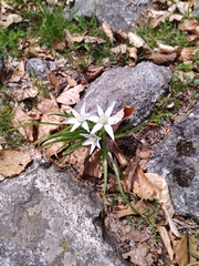 Ornithogalum umbellatum
