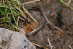 Piruna pirus