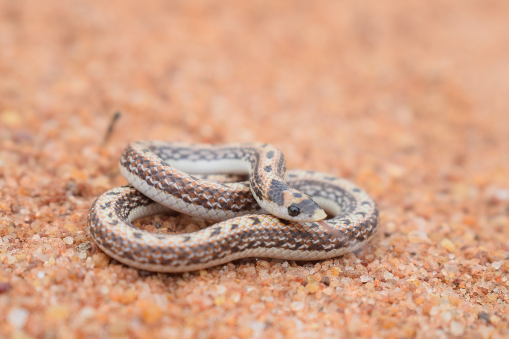 Two-Striped Shovel-Snout