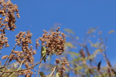 Heliocarpus terebinthinaceus