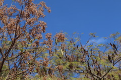 Heliocarpus terebinthinaceus