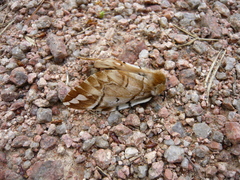 Endromis versicolora