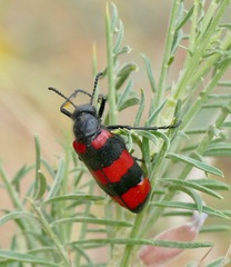 Mylabris syriaca