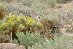 Vulpes vulpes barbara