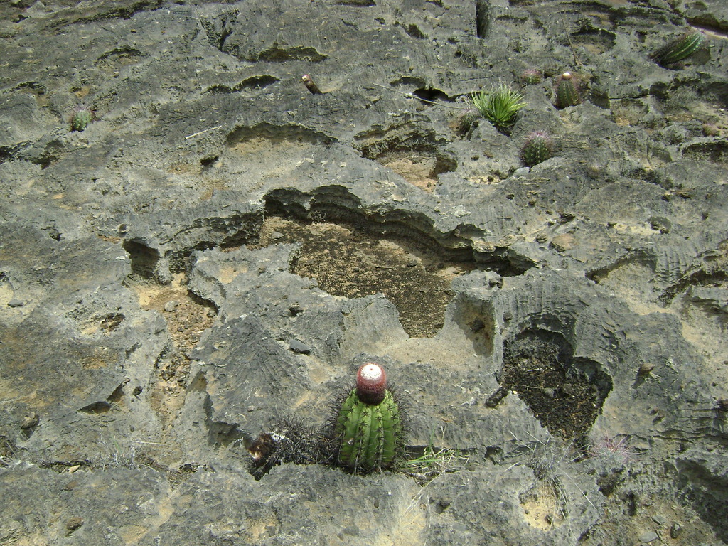 Melocactus ferreophilus, Bahia, BR