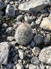 Escobaria emskoetteriana