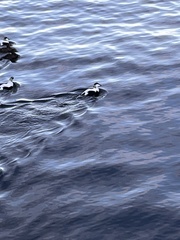 Somateria mollissima