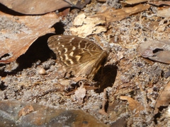 Euriphene gambiae