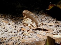 Euriphene gambiae