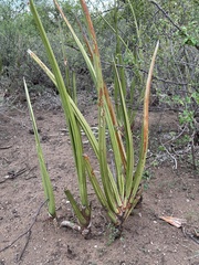 Sansevieria cylindrica