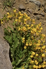 Calceolaria corymbosa