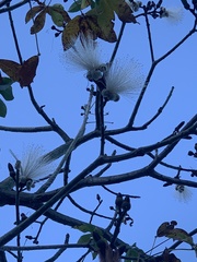 Pseudobombax septenatum