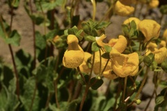 Calceolaria corymbosa