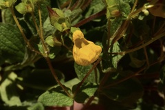 Calceolaria corymbosa