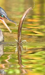 Synbranchus marmoratus