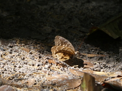 Euriphene gambiae