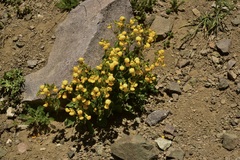 Calceolaria corymbosa
