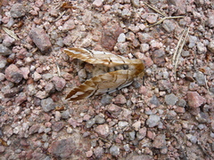 Endromis versicolora