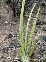 Sansevieria cylindrica