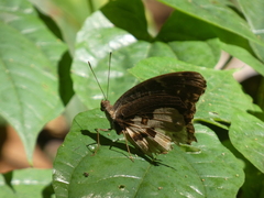 Euriphene gambiae
