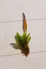 Tortula subulata
