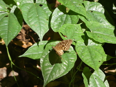 Euriphene gambiae