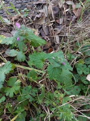 Lamium hybridum