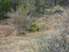 Washingtonia filifera