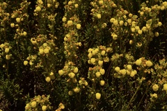 Calceolaria thyrsiflora