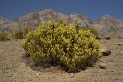 Calceolaria thyrsiflora