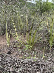 Sansevieria cylindrica