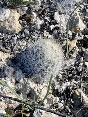 Escobaria emskoetteriana