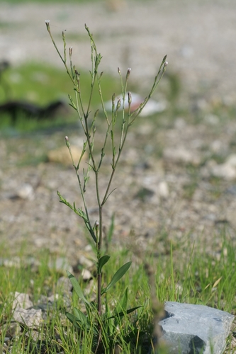 Symphyotrichum image