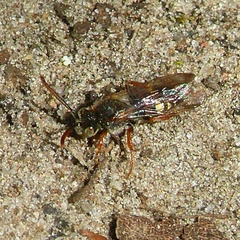 Nomada alboguttata