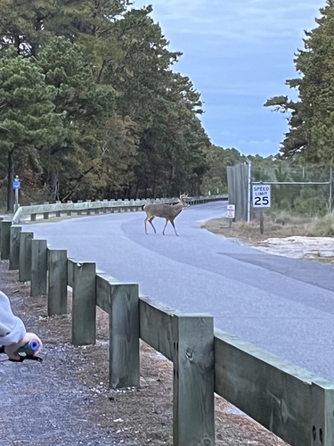 White-tailed Deer photographed in Delaware