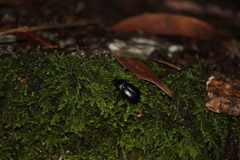 Coelometopus clypeatus