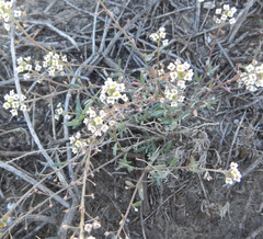 Lobularia