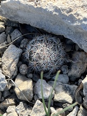 Escobaria emskoetteriana