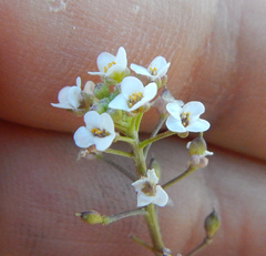 Lobularia