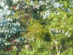 Archilochus colubris