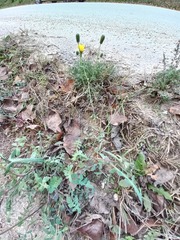 Reichardia picroides